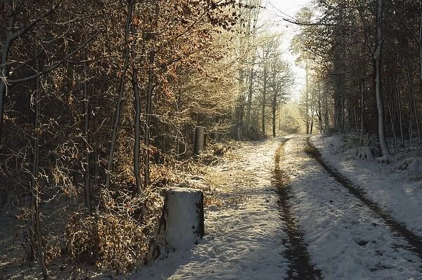 Rural winter scene, near Villingen-Schwenningen, Baden-Wurttemberg, Germany, Europe
