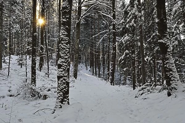 Rural winter scene, near Villingen-Schwenningen, Schwarzwald-Baar, Baden-Wurttemberg, Germany, Europe