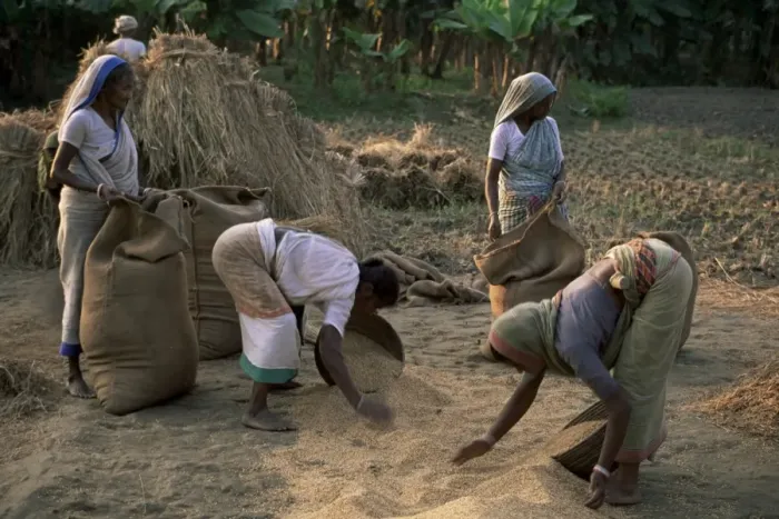 Framed Print : Rural workers gather rice Framed Print : Rural workers gather rice