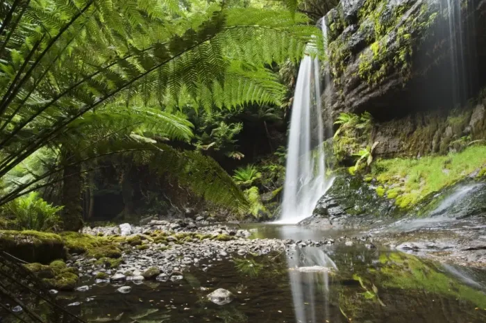 Framed Print : Russell Falls, Mount Fields National Park, Tasmania, Australia, Pacific Framed Print : Russell Falls, Mount Fields National Park, Tasmania, Australia, Pacific