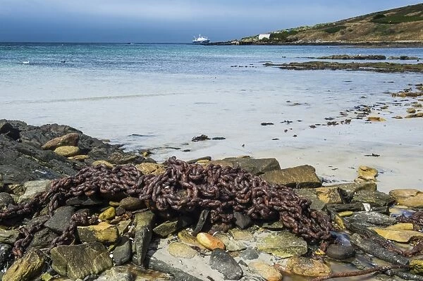 Rusty chain on a beach, Carcass Island, Falkland Islands, South America