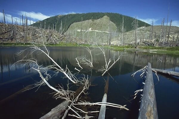 Ryan Lake and some of the millions of trees flattened by eruption of 1980, Mount St
