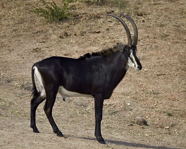 Sable antelope (Hippotragus niger), male, Kruger National Park, South Africa, Africa