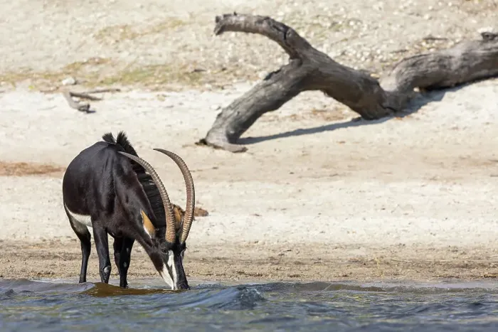 Framed Print : Sable (Hippotragus niger) drinking, Chobe National Park, Botswana, Africa
