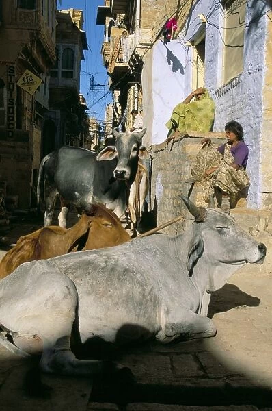 Sacred cows sitting in a narrow street