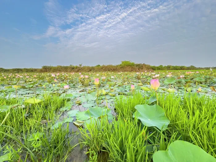 Framed Print : Sacred lotus (Nelumbo nucifera), at sunrise in Kampong Tralach, Cambodia, Indochina, Southeast Asia, Asia Framed Print : Sacred lotus (Nelumbo nucifera), at sunrise in Kampong Tralach, Cambodia, Indochina, Southeast Asia, Asia