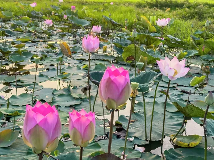 Framed Print : Sacred lotus (Nelumbo nucifera), at sunrise in Kampong Tralach, Cambodia, Indochina, Southeast Asia, Asia Framed Print : Sacred lotus (Nelumbo nucifera), at sunrise in Kampong Tralach, Cambodia, Indochina, Southeast Asia, Asia