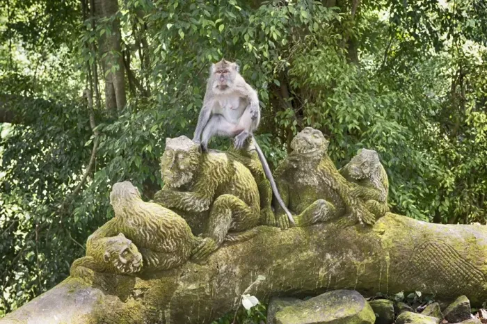 Framed Print : Sacred Monkey Forest, Ubud, Bali, Indonesia, Southeast Asia, Asia Framed Print : Sacred Monkey Forest, Ubud, Bali, Indonesia, Southeast Asia, Asia
