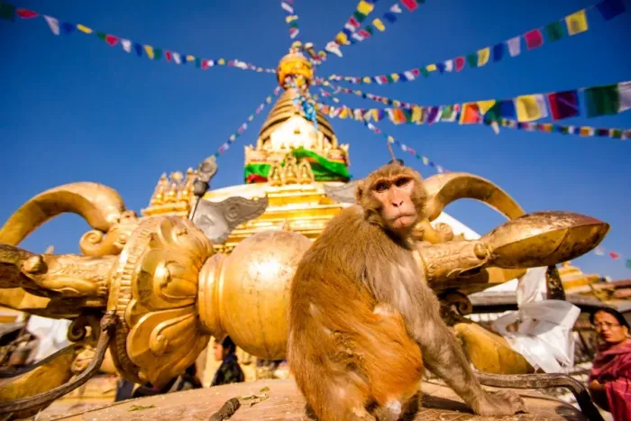 Framed Print : Sacred Monkey Temple (Swayambhunath Temple), UNESCO World Heritage Site, Kathmandu Framed Print : Sacred Monkey Temple (Swayambhunath Temple), UNESCO World Heritage Site, Kathmandu