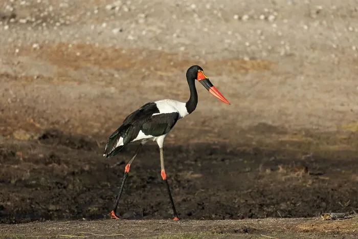 Framed Print : Saddle-billed stork (Ephippiorhynchus senegalensis) female, Chobe National Park, Botswana, Africa