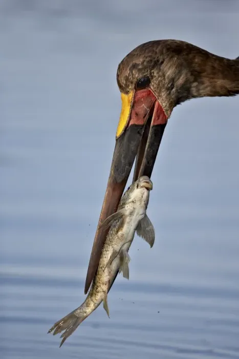 Framed Print : Saddle-billed stork (Ephippiorhynchus senegalensis) with a fish, Kruger National Park Framed Print : Saddle-billed stork (Ephippiorhynchus senegalensis) with a fish, Kruger National Park