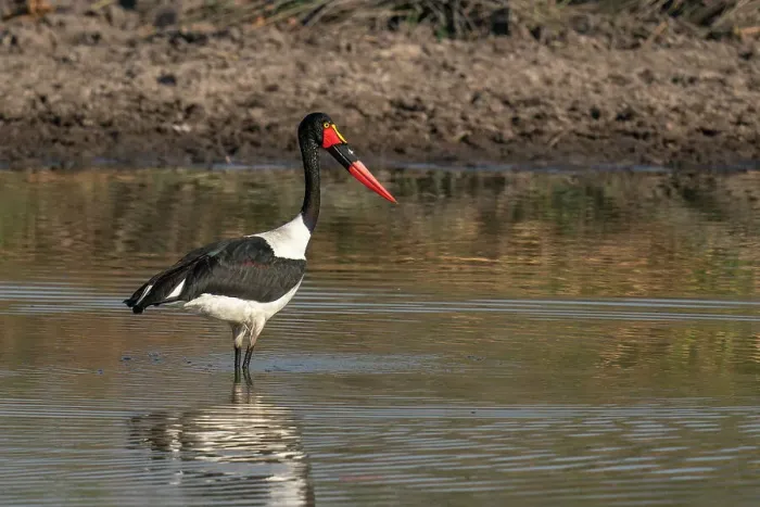 Framed Print : Saddle-billed Stork (Ephippiorhynchus senegalensis) fishing in a waterhole, Okavango Delta, Botswana, Africa Framed Print : Saddle-billed Stork (Ephippiorhynchus senegalensis) fishing in a waterhole, Okavango Delta, Botswana, Africa