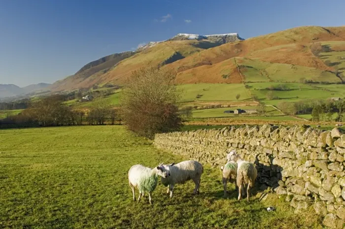 Framed Print : Saddleback, four grazing sheep, Lake Distict, Cumbria, England, United Kingdom, Europe Framed Print : Saddleback, four grazing sheep, Lake Distict, Cumbria, England, United Kingdom, Europe
