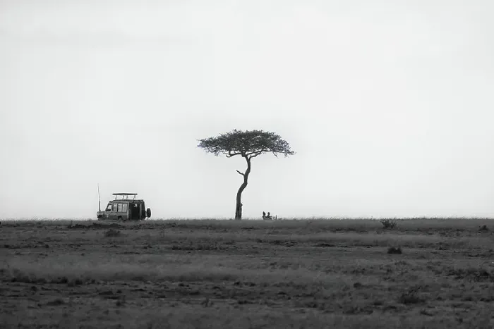 Framed Print : A safari car stopped for a picnic under an Acacia Tree in the Maasai Mara, Kenya, East Africa, Africa Framed Print : A safari car stopped for a picnic under an Acacia Tree in the Maasai Mara, Kenya, East Africa, Africa