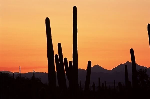 Saguaro cacti (Cereus giganteus)