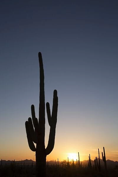 Saguaro Cactus (Camegiea Gigantea) silhouetted at sunset, West-Tucson Mountain District, Saguaro National Park, Arizona, United States of America, North America