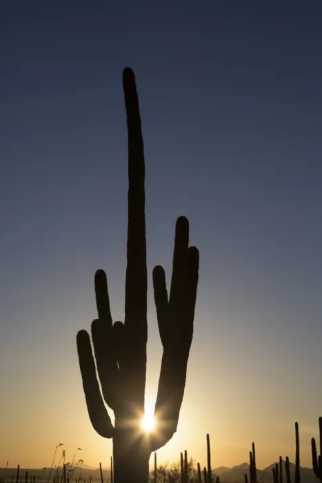 Framed Print : Saguaro Cactus (Camegiea Gigantea) silhouetted at sunset, West-Tucson Mountain District, Saguaro National Park, Arizona, United States of America, North America Framed Print : Saguaro Cactus (Camegiea Gigantea) silhouetted at sunset, West-Tucson Mountain District, Saguaro National Park, Arizona, United States of America, North America