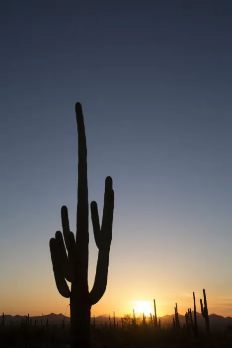Framed Print : Saguaro Cactus (Camegiea Gigantea) silhouetted at sunset, West-Tucson Mountain District, Saguaro National Park, Arizona, United States of America, North America Framed Print : Saguaro Cactus (Camegiea Gigantea) silhouetted at sunset, West-Tucson Mountain District, Saguaro National Park, Arizona, United States of America, North America