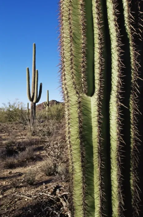 Framed Print : Saguaro cactus (Carnegiea gigantea) Framed Print : Saguaro cactus (Carnegiea gigantea)