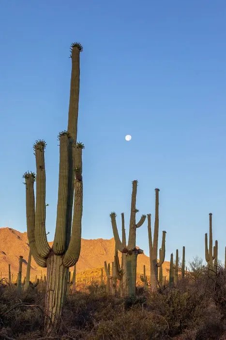 Framed Print : Saguaro cactus (Carnegiea gigantea), photographed under a waning moon in the Sweetwater Preserve, Tucson, Arizona, United States of America, North America Framed Print : Saguaro cactus (Carnegiea gigantea), photographed under a waning moon in the Sweetwater Preserve, Tucson, Arizona, United States of America, North America