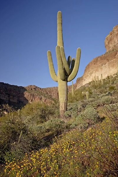 Saguaro cactus (Carnegiea gigantea) among Mexican gold poppy (Eschscholzia californica mexicana)