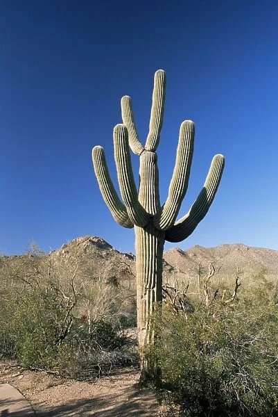Saguaro cactus (Cereus giganteus)