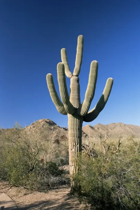 Framed Print : Saguaro cactus (Cereus giganteus) Framed Print : Saguaro cactus (Cereus giganteus)