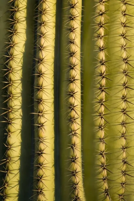 Framed Print : Saguaro cactus detail, Tucson, Pima County, Arizona, United States of America Framed Print : Saguaro cactus detail, Tucson, Pima County, Arizona, United States of America