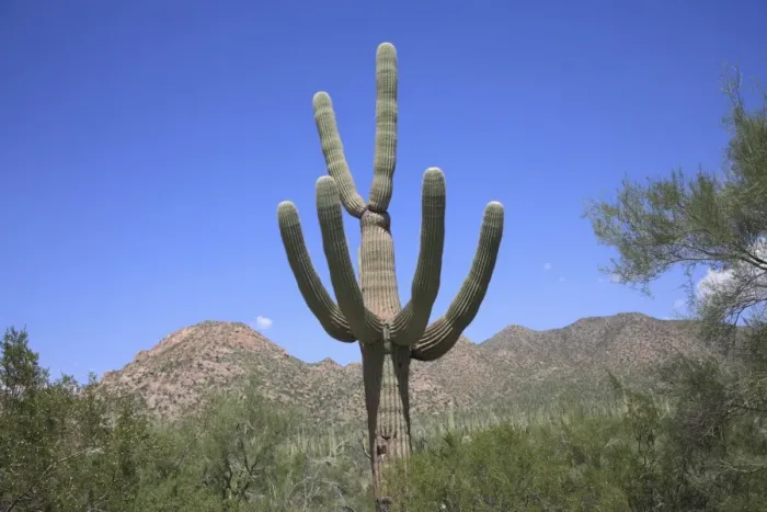 Framed Print : Saguaro cactus, Saguaro National Park, Tuscon Mountain District west unit