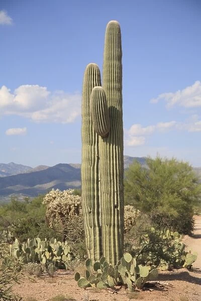 Saguaro cactus, Saguaro National Park, Rincon Mountain District, Tucson