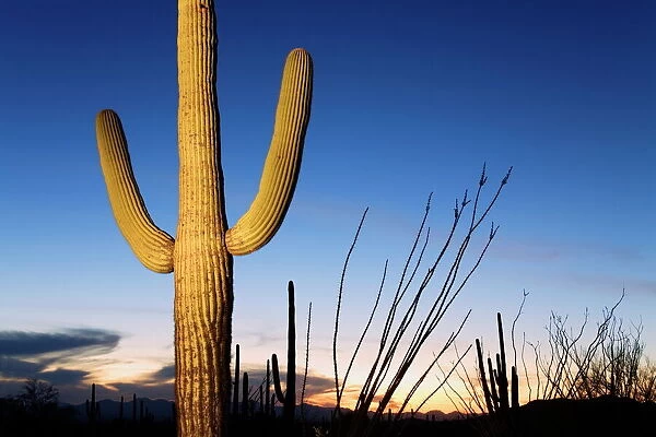 Saguaro cactus in Tucson Mountain Park, Tucson, Arizona, United States of America