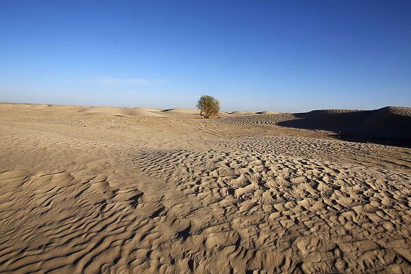 Sahara landscape, Douz, Kebili, Tunisia, North Africa, Africa