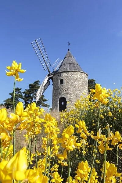 Saint-Elzear windmill with yellow flowers in the foreground, Montfuron, Alpes-de-Haute-Provence