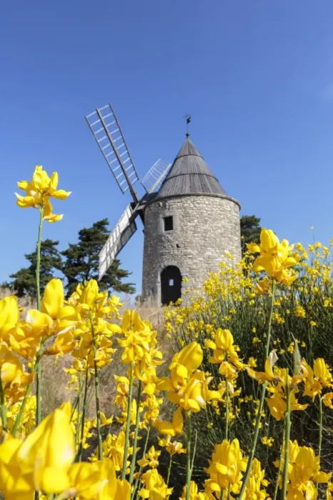Framed Print : Saint-Elzear windmill with yellow flowers in the foreground, Montfuron, Alpes-de-Haute-Provence Framed Print : Saint-Elzear windmill with yellow flowers in the foreground, Montfuron, Alpes-de-Haute-Provence