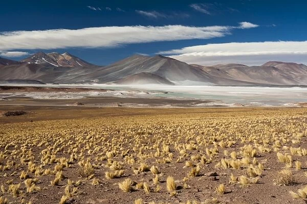 Salar de Talar, Atacama Desert, Chile, South America