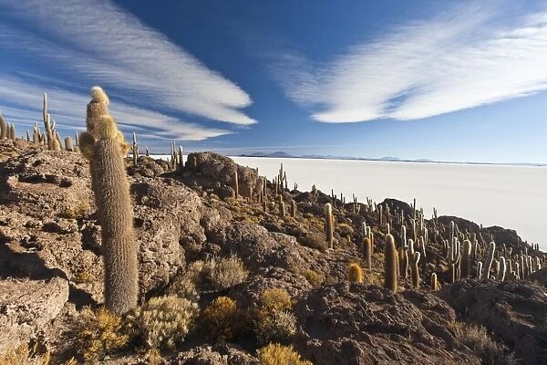 The Salar de Uyuni, a desert salt flat, seen from the Isla del Sol, covered in cactus and bushes, Sur Lipez Region, Bolivia, South America