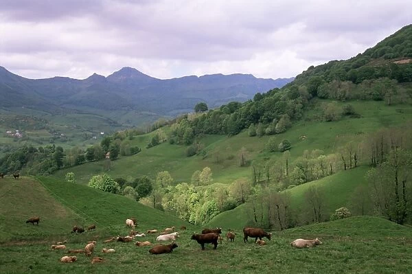 Salers cows in pastures, Cantal mountains, Auvergne, France, Europe