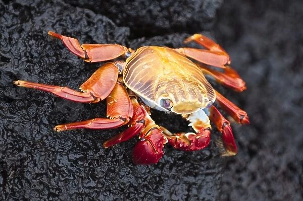 Sally lightfoot crab (Grapsus grapsus), Cormorant Point, Isla Santa Maria