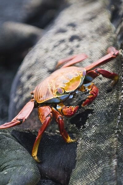 Sally lightfoot crab (Grapsus grapsus) and marine iguana, Espinosa Point