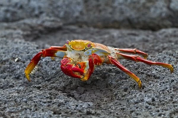 Sally lightfoot crab (Grapsus grapsus), Fernandina Island, Galapagos Islands, UNESCO World Heritage Site, Ecuador, South America
