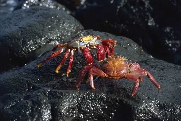 Sallylightfoot crabs fighting on black lava rock, Galapagos Islands, Ecuador