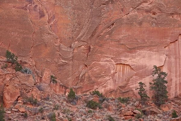 Salmon-colored sandstone wall with evergreens, Grand Staircase-Escalante National Monument, Utah, United States of America, North America