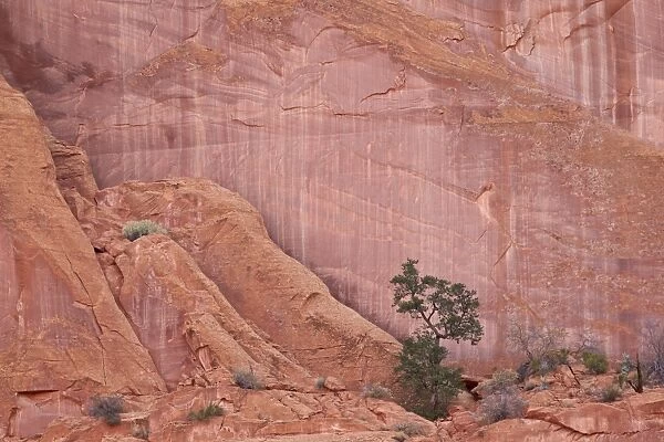 Salmon-coloured sandstone wall with evergreens, Grand Staircase-Escalante National Monument, Utah, United States of America, North America