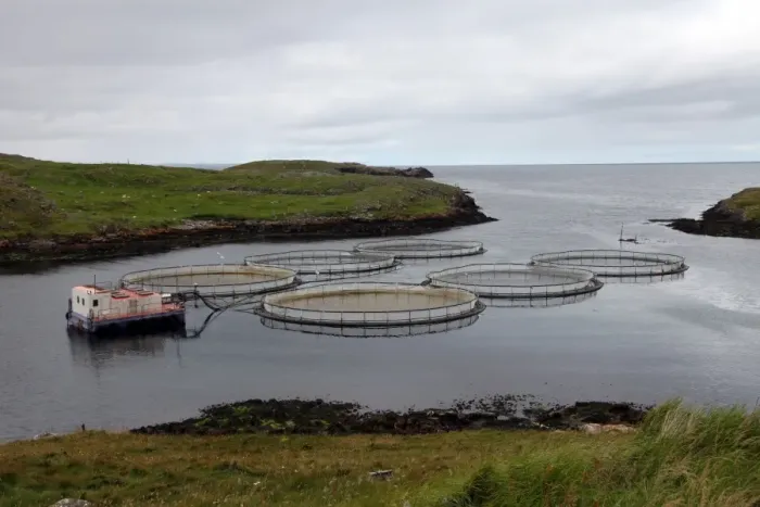 Framed Print : Salmon farm, Out Skerries, Shetland, Scotland, United Kingdom, Europe Framed Print : Salmon farm, Out Skerries, Shetland, Scotland, United Kingdom, Europe