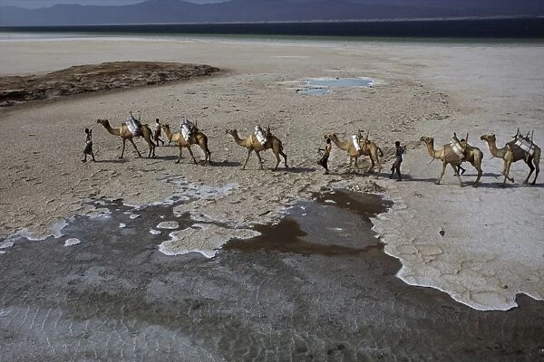 Salt caravan in Djibouti, going from Assal Lake to Ethiopian mountains, Djibouti, Africa