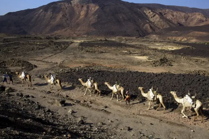 Framed Print : Salt caravan in Djibouti, going from Assal Lake to Ethiopian mountains, Djibouti, Africa Framed Print : Salt caravan in Djibouti, going from Assal Lake to Ethiopian mountains, Djibouti, Africa