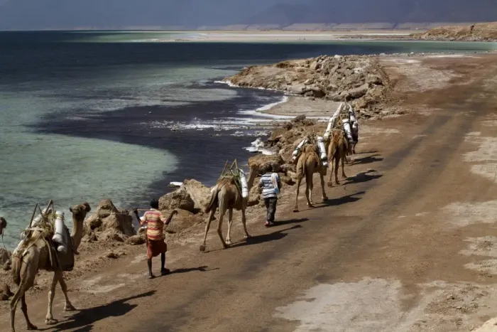 Framed Print : Salt caravan in Djibouti, going from Assal Lake to Ethiopian mountains, Djibouti, Africa Framed Print : Salt caravan in Djibouti, going from Assal Lake to Ethiopian mountains, Djibouti, Africa