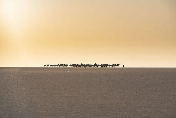 Salt caravan transporting salt through the desert, Oasis Fachi, Tenere desert, Niger