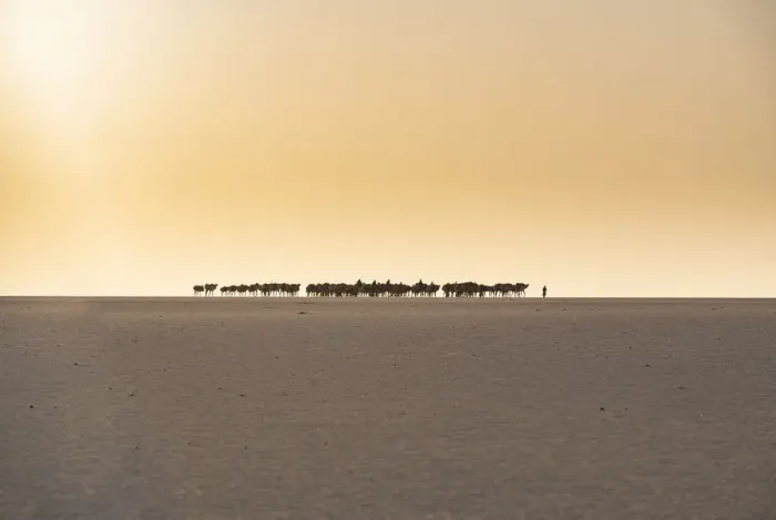 Framed Print : Salt caravan transporting salt through the desert, Oasis Fachi, Tenere desert, Niger Framed Print : Salt caravan transporting salt through the desert, Oasis Fachi, Tenere desert, Niger