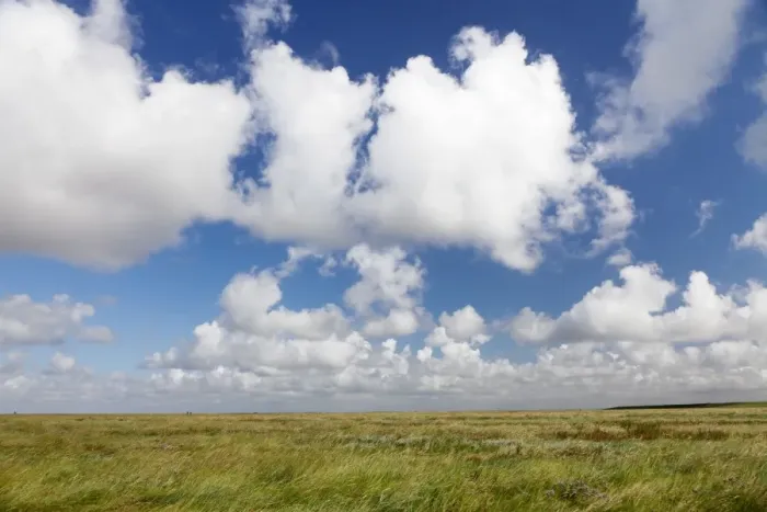 Framed Print : Salt meadow (salt marshes), Westerhever, Wadden Sea National Park, Eiderstedt Peninsula, Schleswig Holstein, Germany, Europe Framed Print : Salt meadow (salt marshes), Westerhever, Wadden Sea National Park, Eiderstedt Peninsula, Schleswig Holstein, Germany, Europe